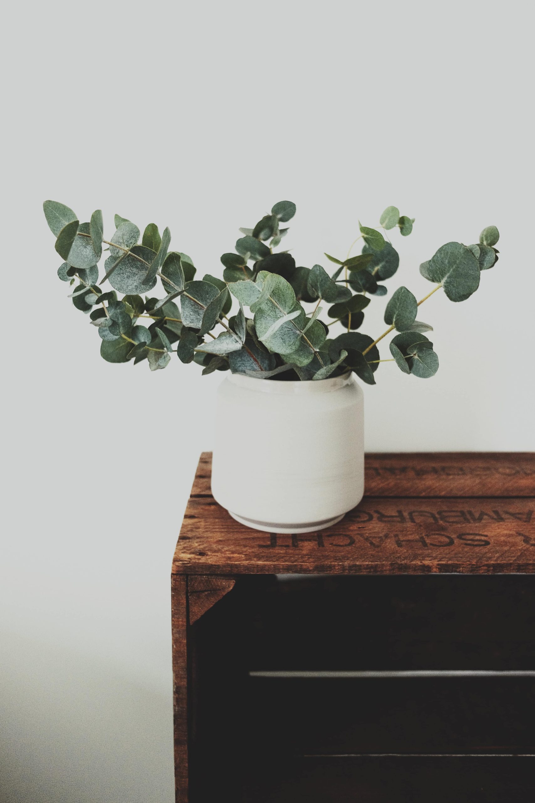 tree branch plant wood leaf flower scaled
